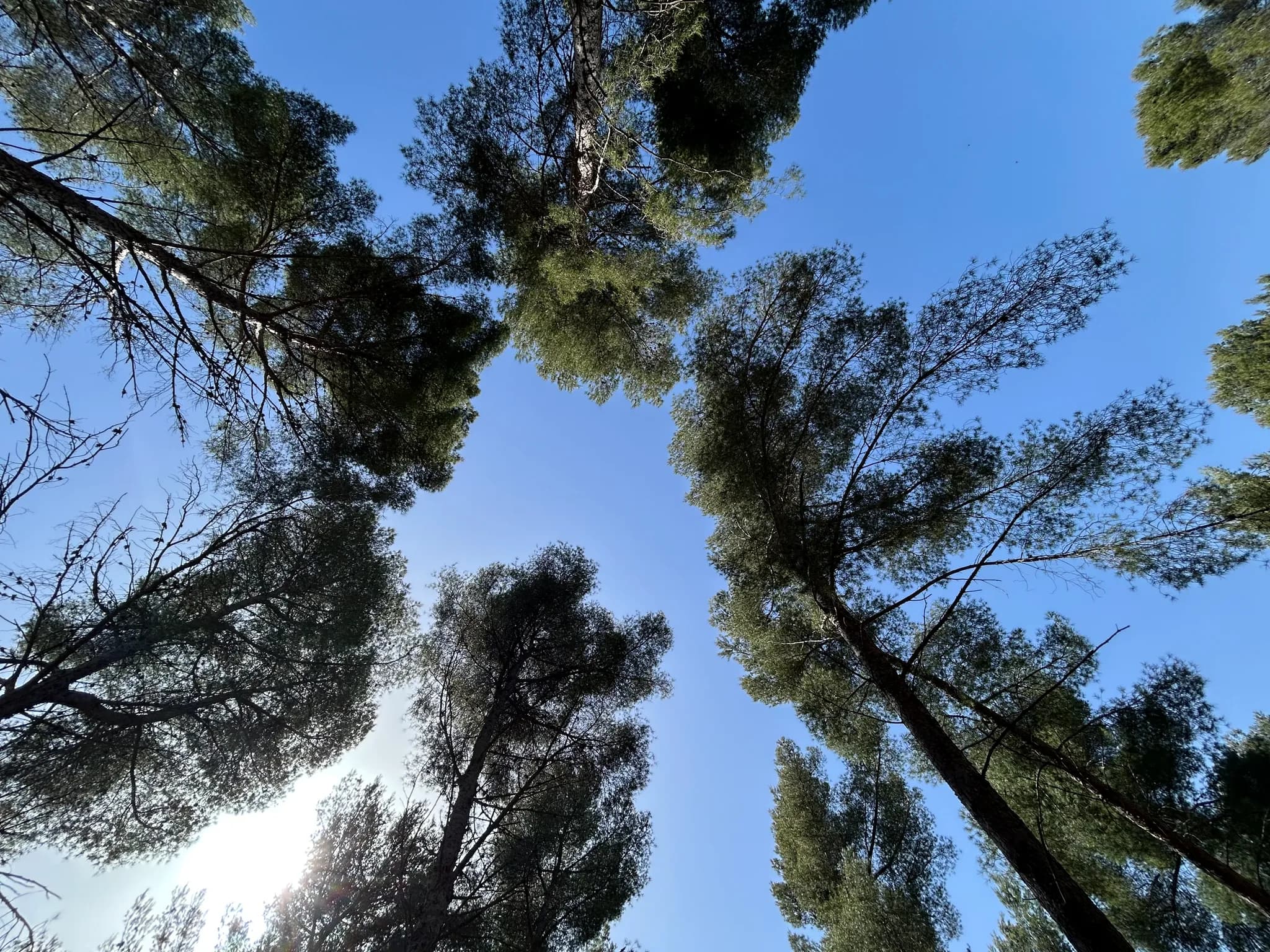 Cimes d'arbres contre ciel bleu