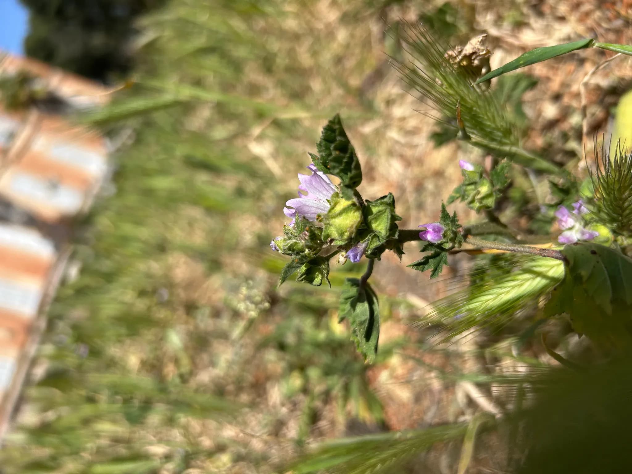 Fleur sauvage violette