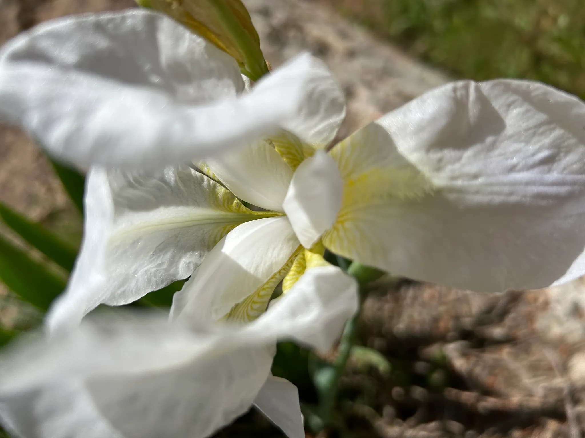 Iris blanc en macro