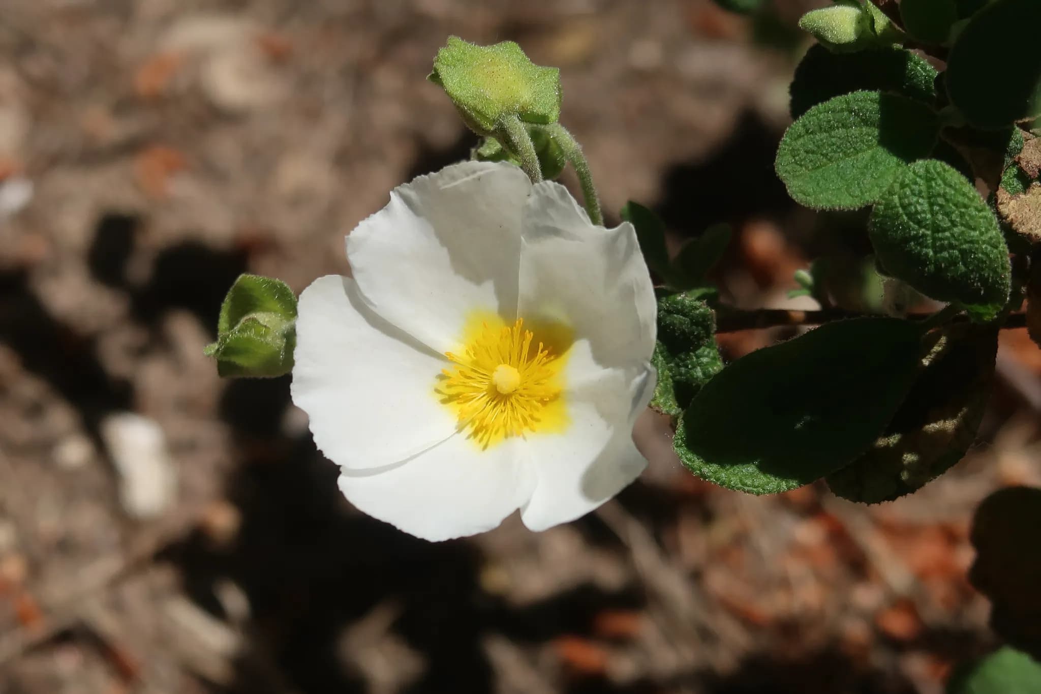 Fleur blanche au pistil jaune