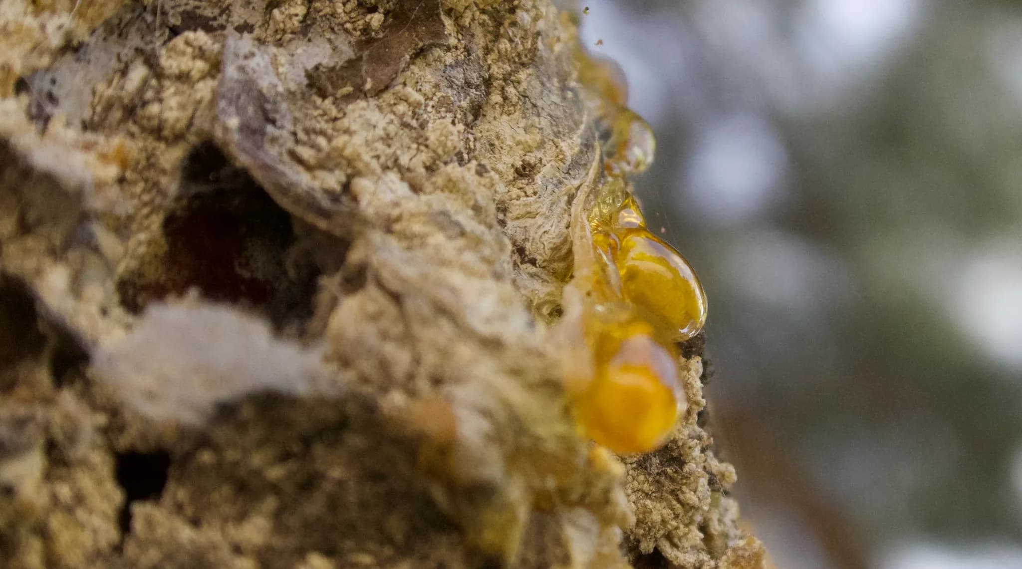 Resine doree sur ecorce